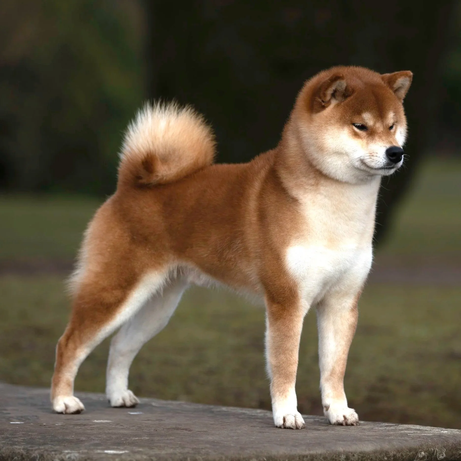 About Shibas — The Japanese Shiba Inu Club Of Great Britain